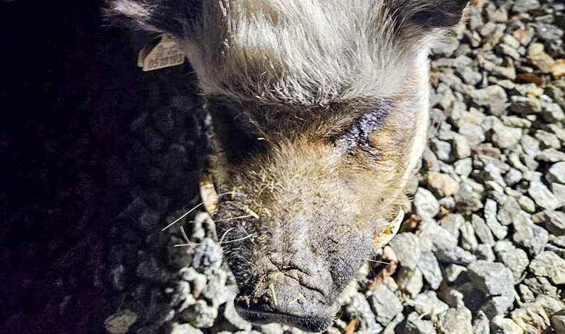 Ein Schwein Namens Kotlette
